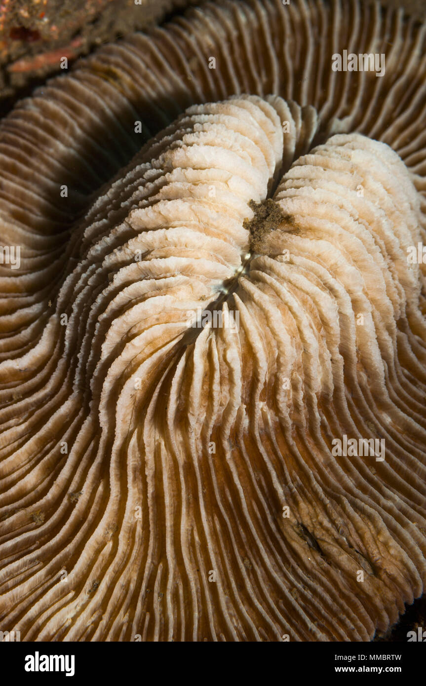 Mushroom coral [Fungia sp.] close up.  Lembeh Strait, North Sulawesi, Indonesia. Stock Photo