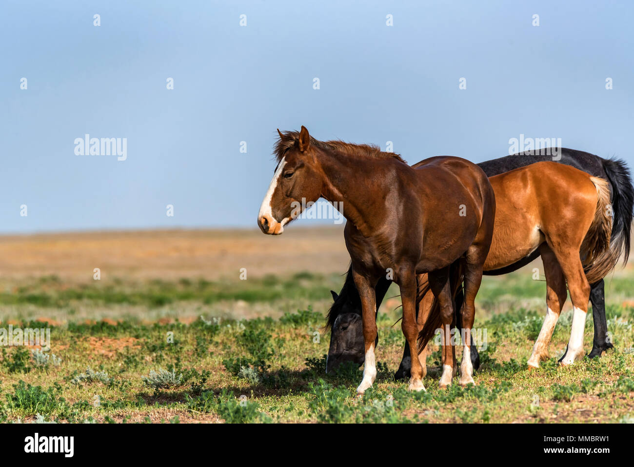 Brown green horses field grass hi-res stock photography and images - Alamy