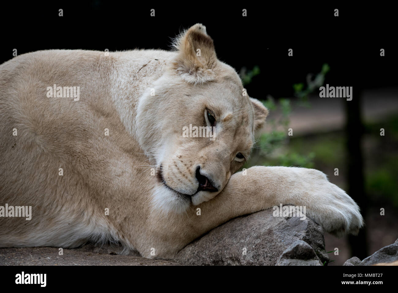 Lioness Sleeping Stock Photo