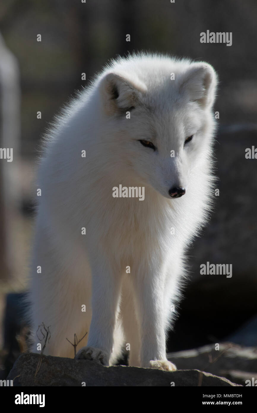 Spring Time Foxes Arctic Fox in springtime Stock Photo - Alamy