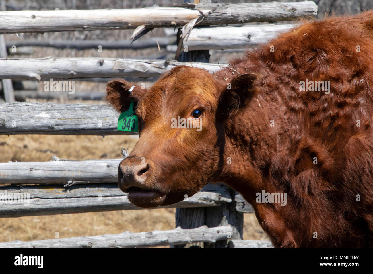 Close-up of a cow Stock Photo - Alamy