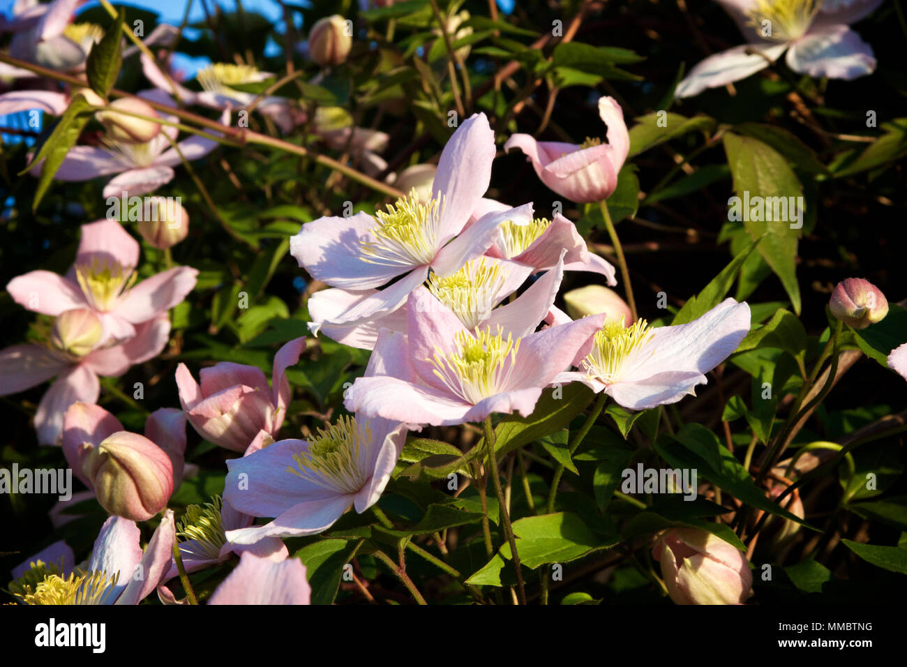 A Clematis Montana climbing plant with flowers in full bloom with pink petals and yellow stamen set against green leaves taken on a sunny late Spring Stock Photo