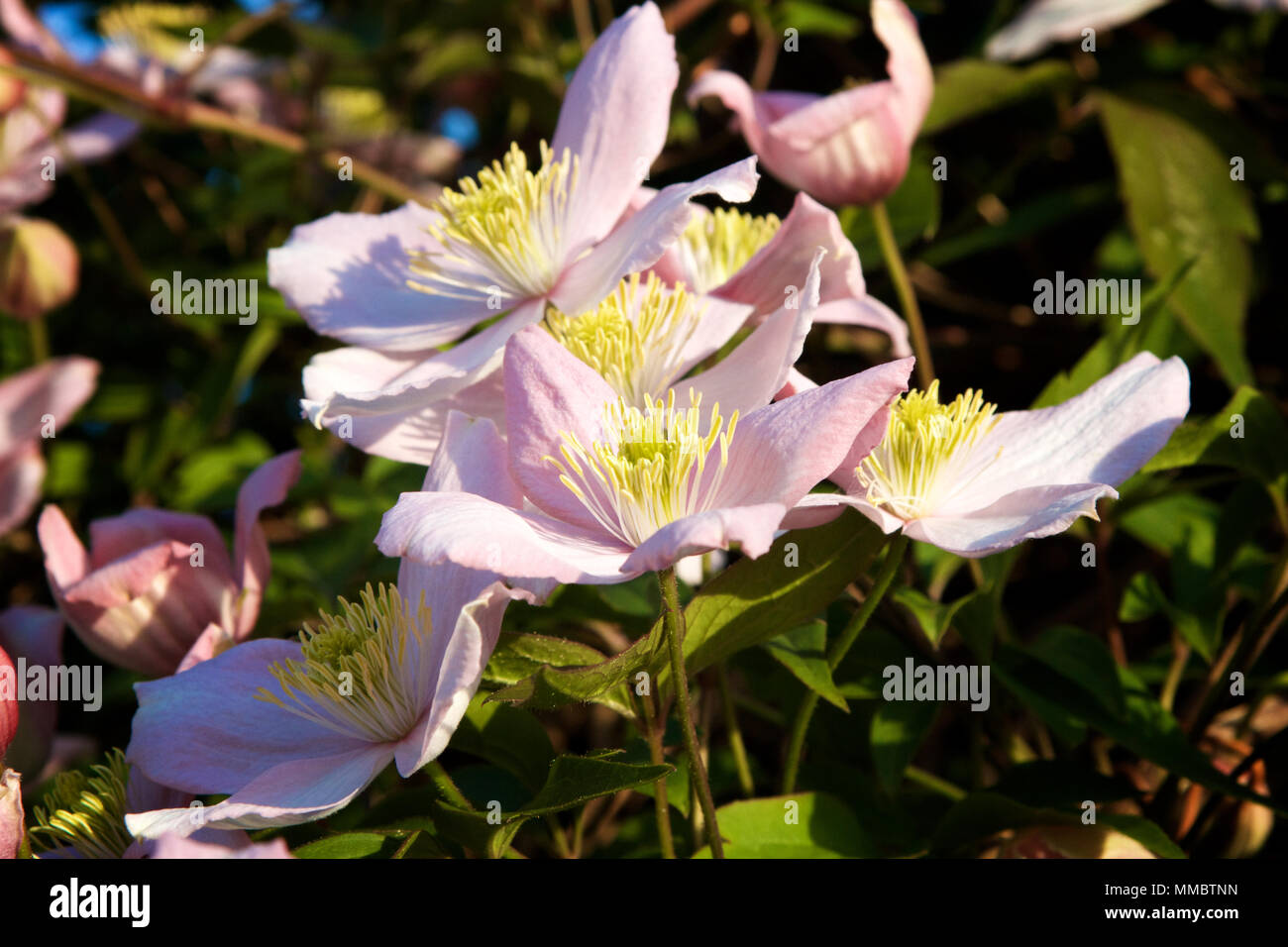 A Clematis Montana climbing plant with flowers in full bloom with pink petals and yellow stamen set against green leaves taken on a sunny late Spring Stock Photo