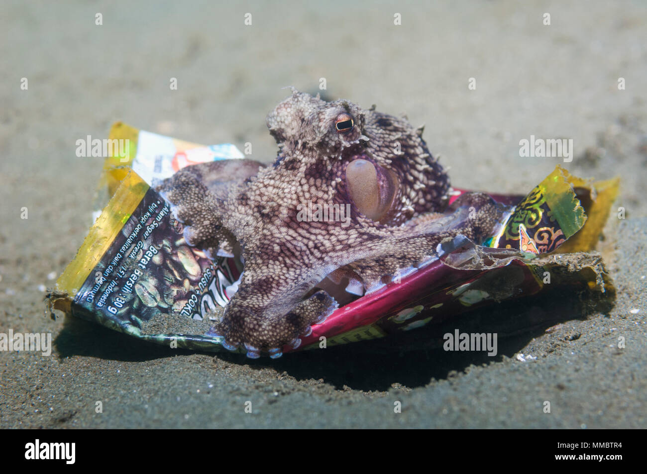 Veined or Coconut octopus [Amphioctopus marginatus] with rubbish