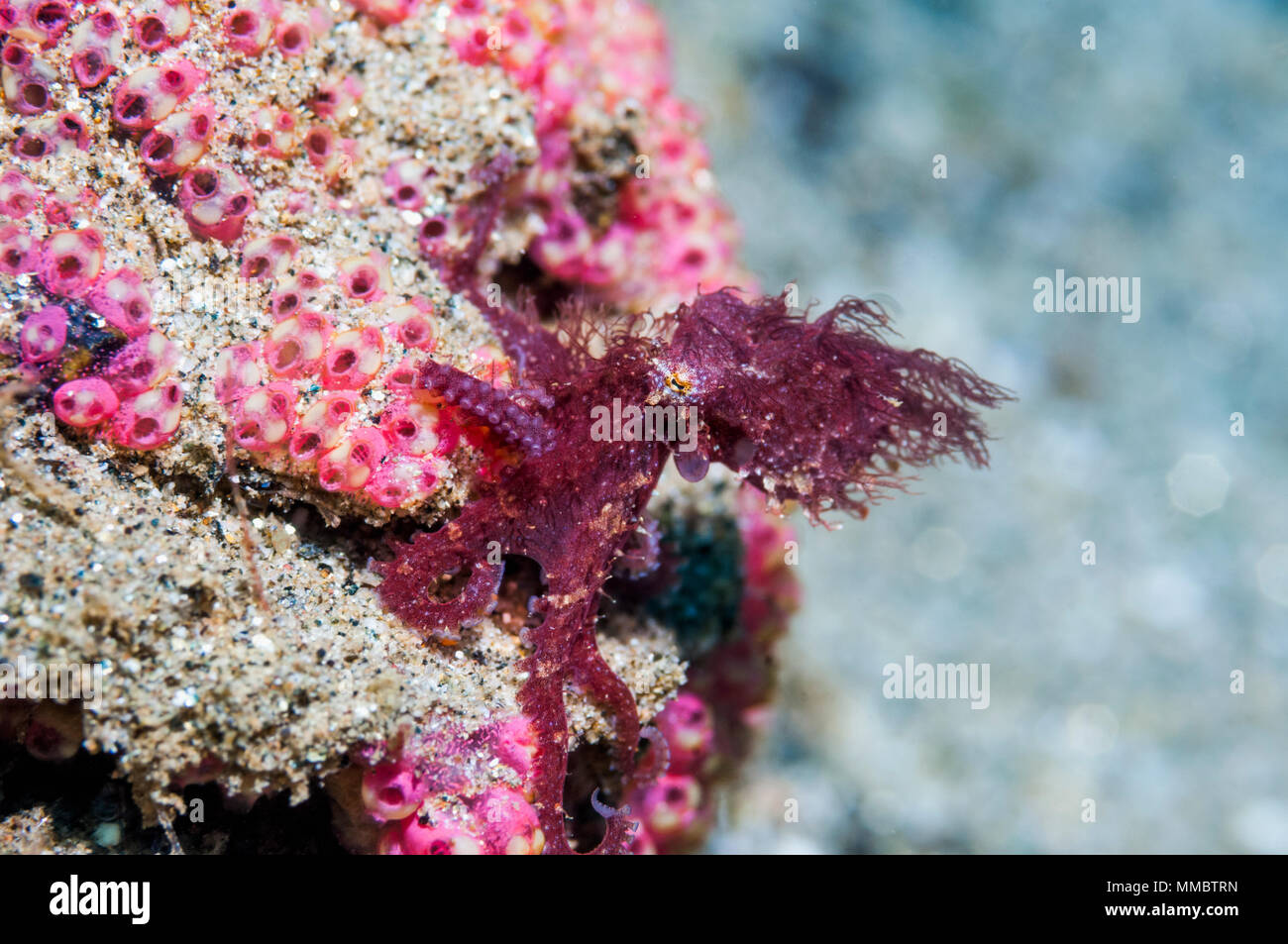 Hairy octopus. Undescribed species. Ambon, Indonesia Stock Photo - Alamy