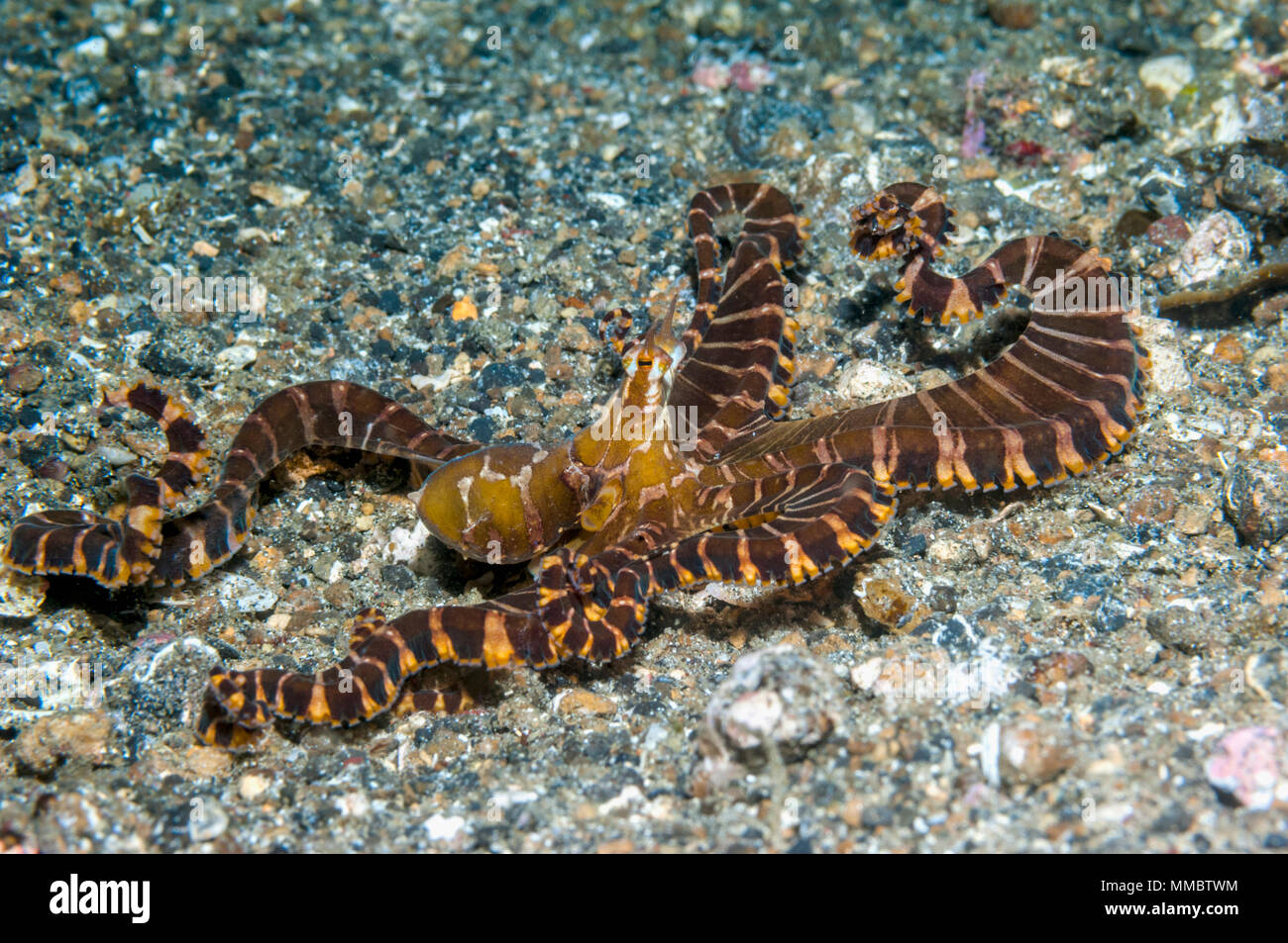 Reef octopus octopus sulawesi indonesia hires stock photography and