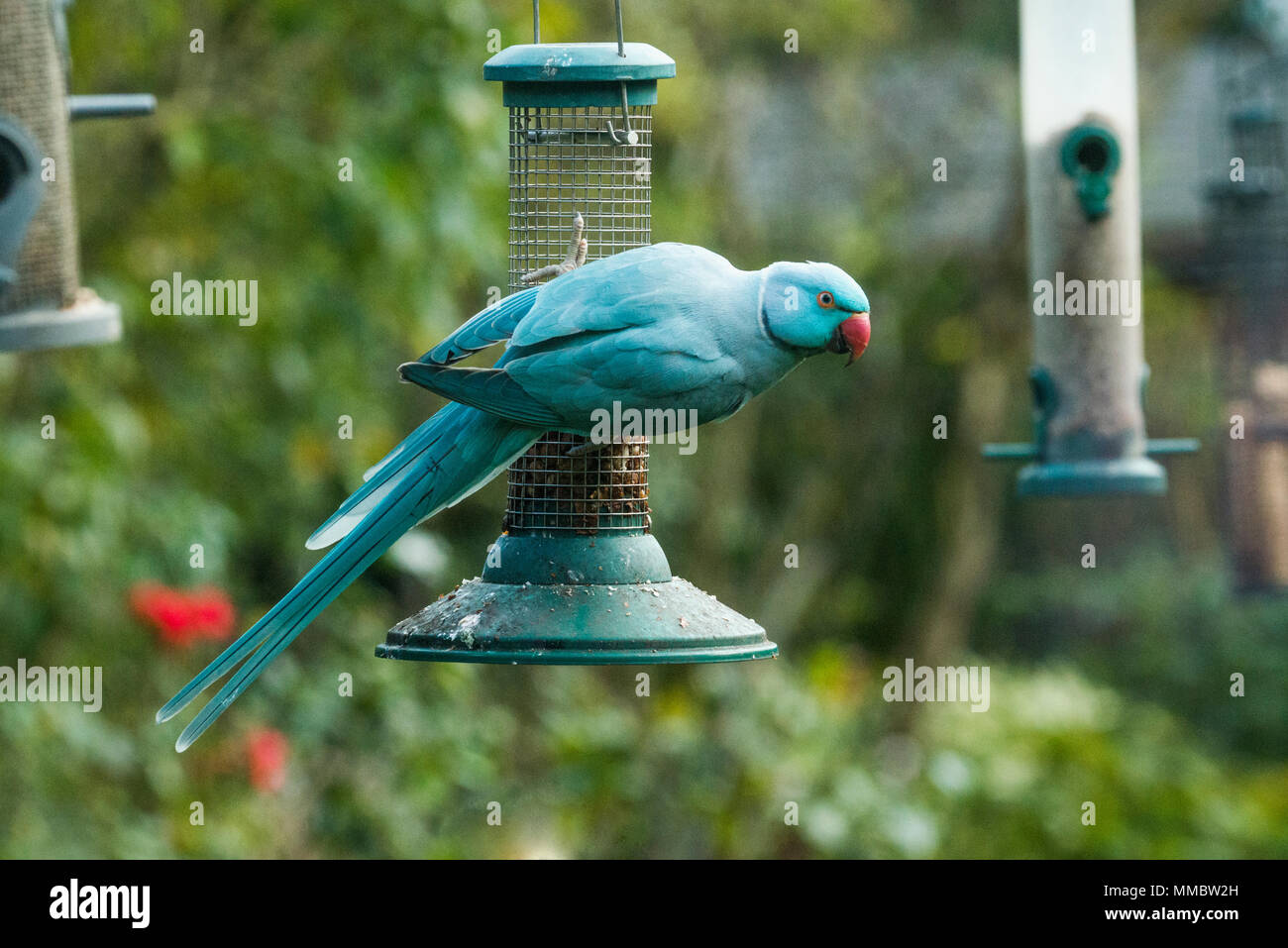 Rose-ringed or ring-necked parakeet (Psittacula krameri), blue mutation on  bird feeder in garden. London, UK Stock Photo - Alamy