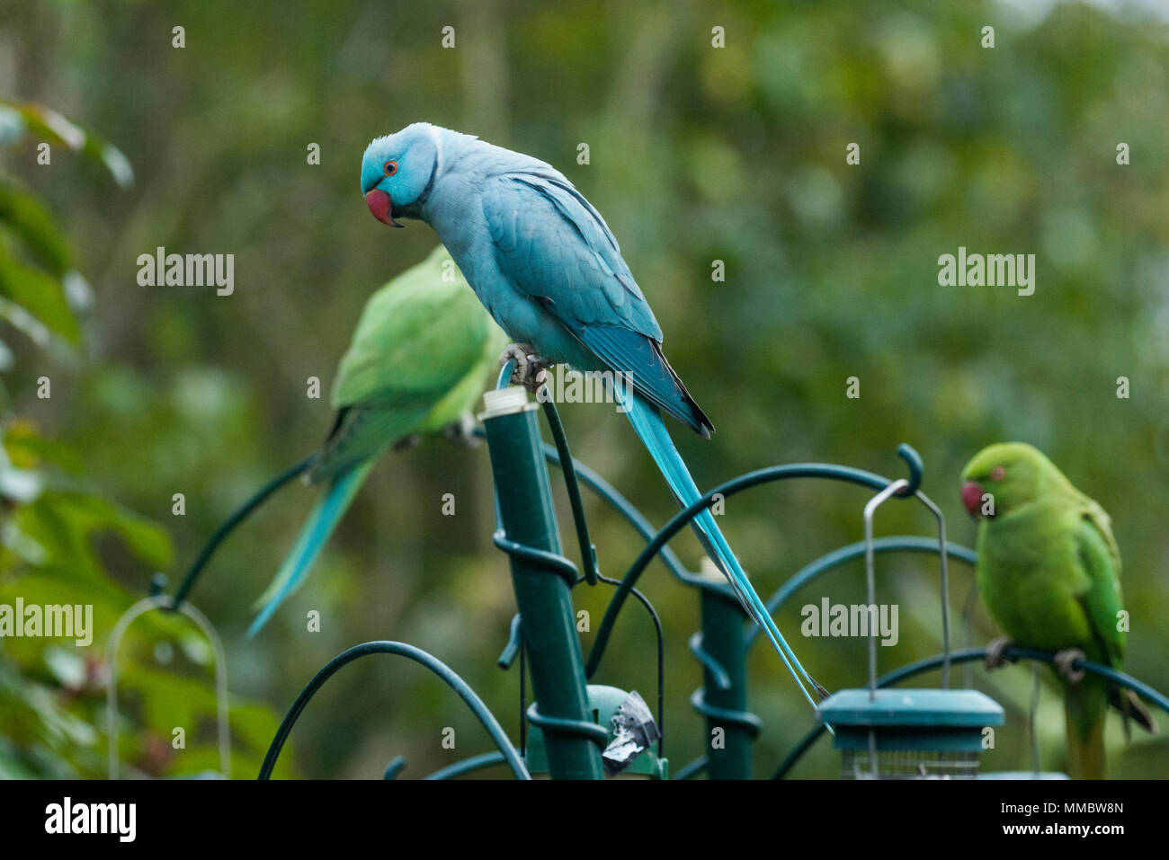 Roseringed Parakeet Stock Photo - Download Image Now - Green Color, Parakeet,  Perching - iStock