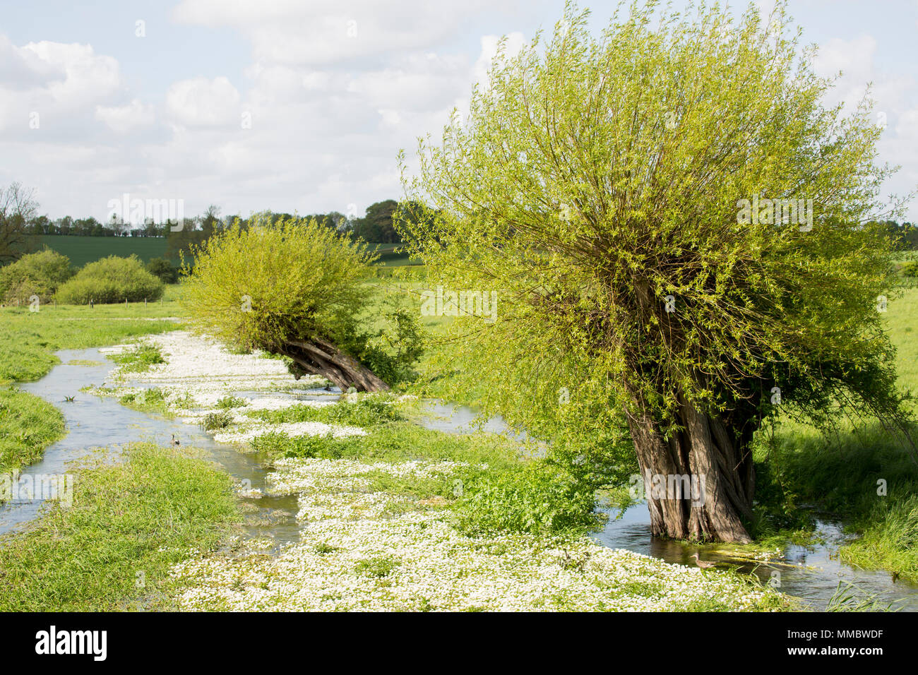 Pollarded willow tree growing on the banks of the River Till, an intermittent stream or winterbourne, that is full of common water-crowfoot, Ranunculu Stock Photo