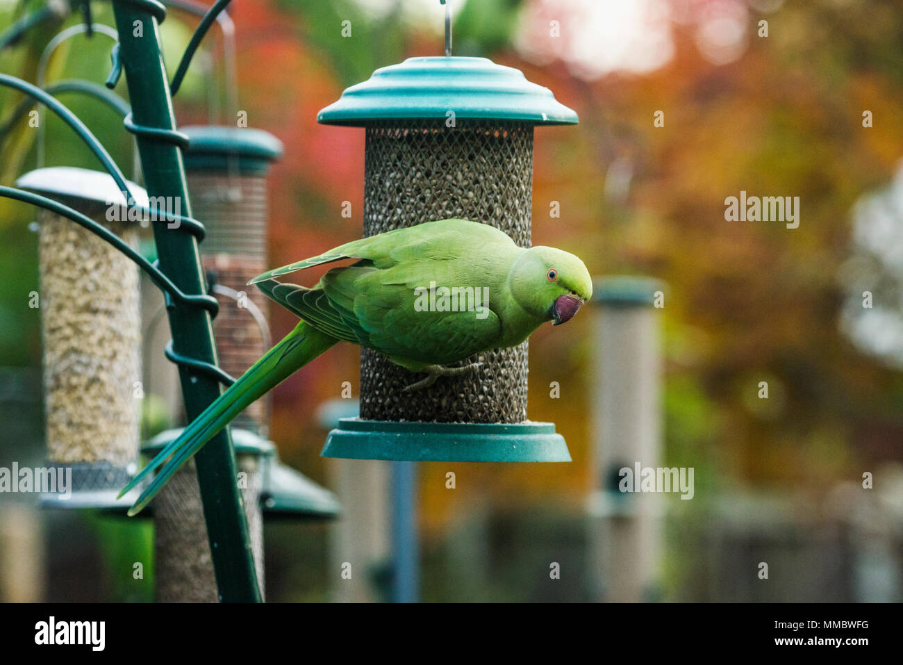 Rose Ringed Or Ring Necked Parakeet Psittacula Krameri Blue