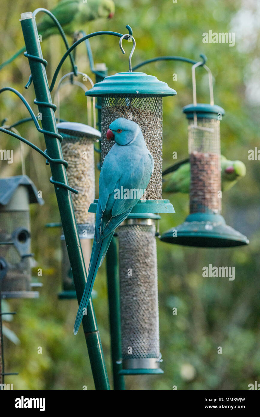 Rose-ringed or ring-necked parakeet (Psittacula krameri), blue mutation on bird feeder in garden.a with normal coloured parakeet in background.  Londo Stock Photo