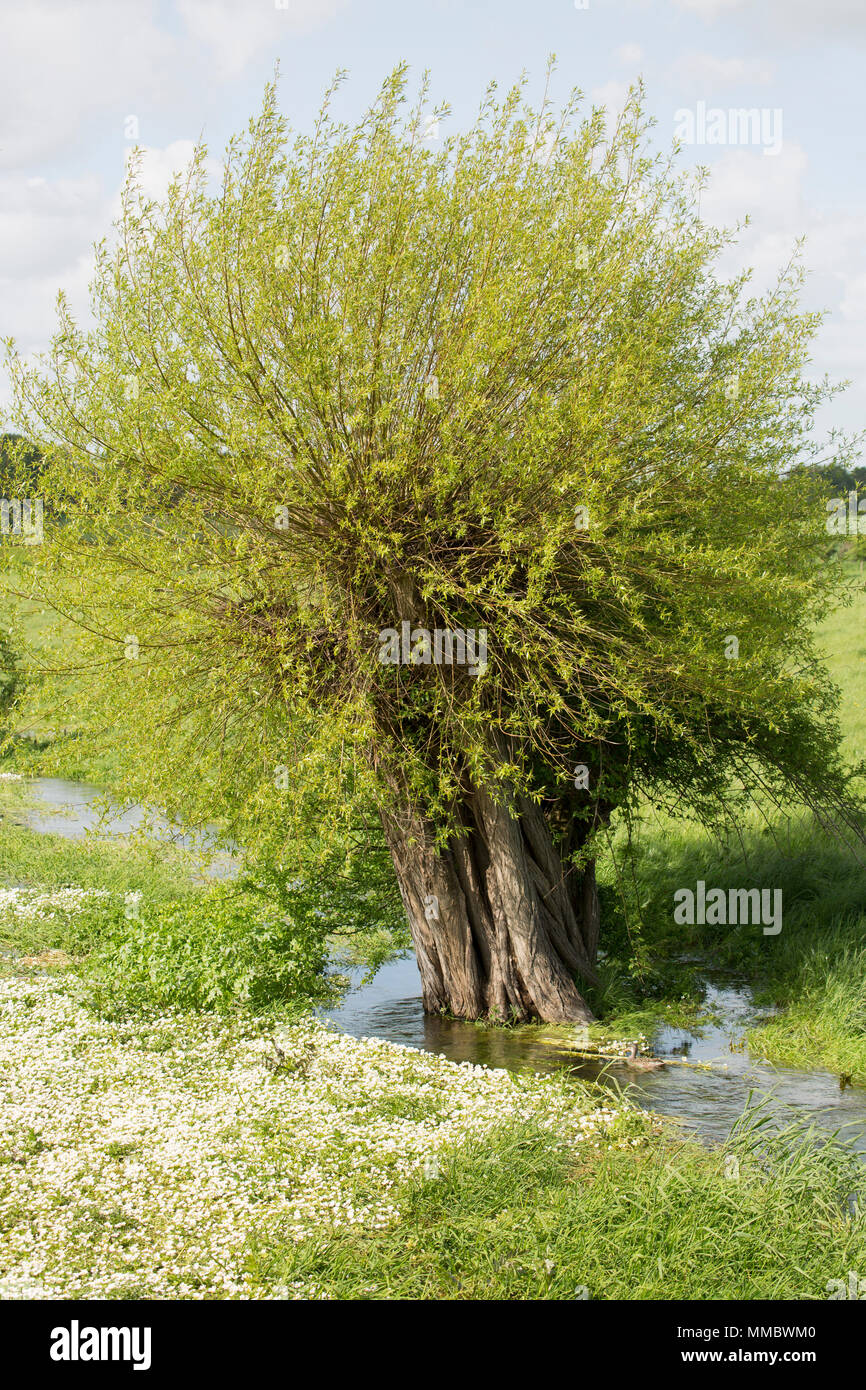 Pollarded willow tree growing on the banks of the River Till, an intermittent stream or winterbourne, that is full of common water-crowfoot, Ranunculu Stock Photo