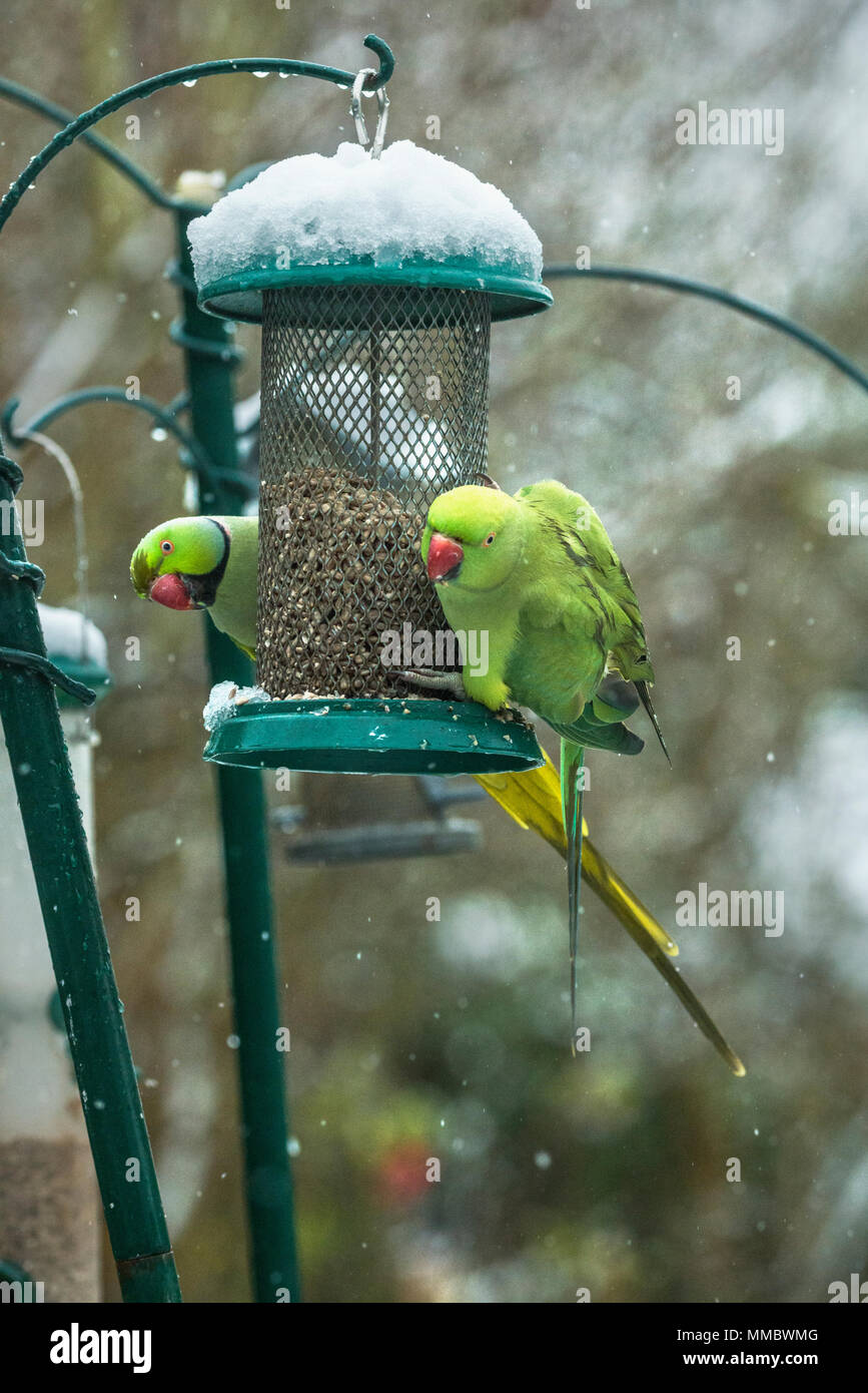 Rose-ringed or ring-necked parakeets (Psittacula krameri), on bird feeder in garden with snow.  London, UK. Stock Photo