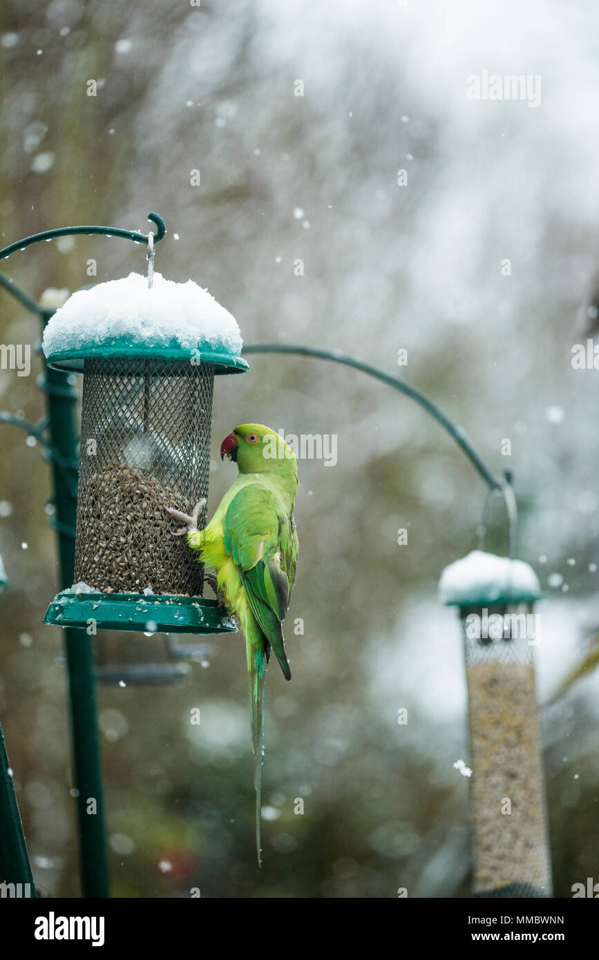 Rose-ringed or ring-necked parakeets (Psittacula krameri), on bird feeder in garden with snow.  London, UK. Stock Photo