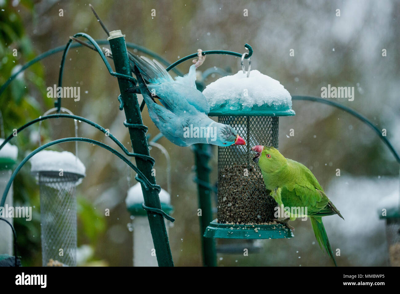 Rose-ringed or ring-necked parakeets (Psittacula krameri), blue mutation on bird feeder in garden with snow.  London, UK.  The blue bird is ringed, po Stock Photo