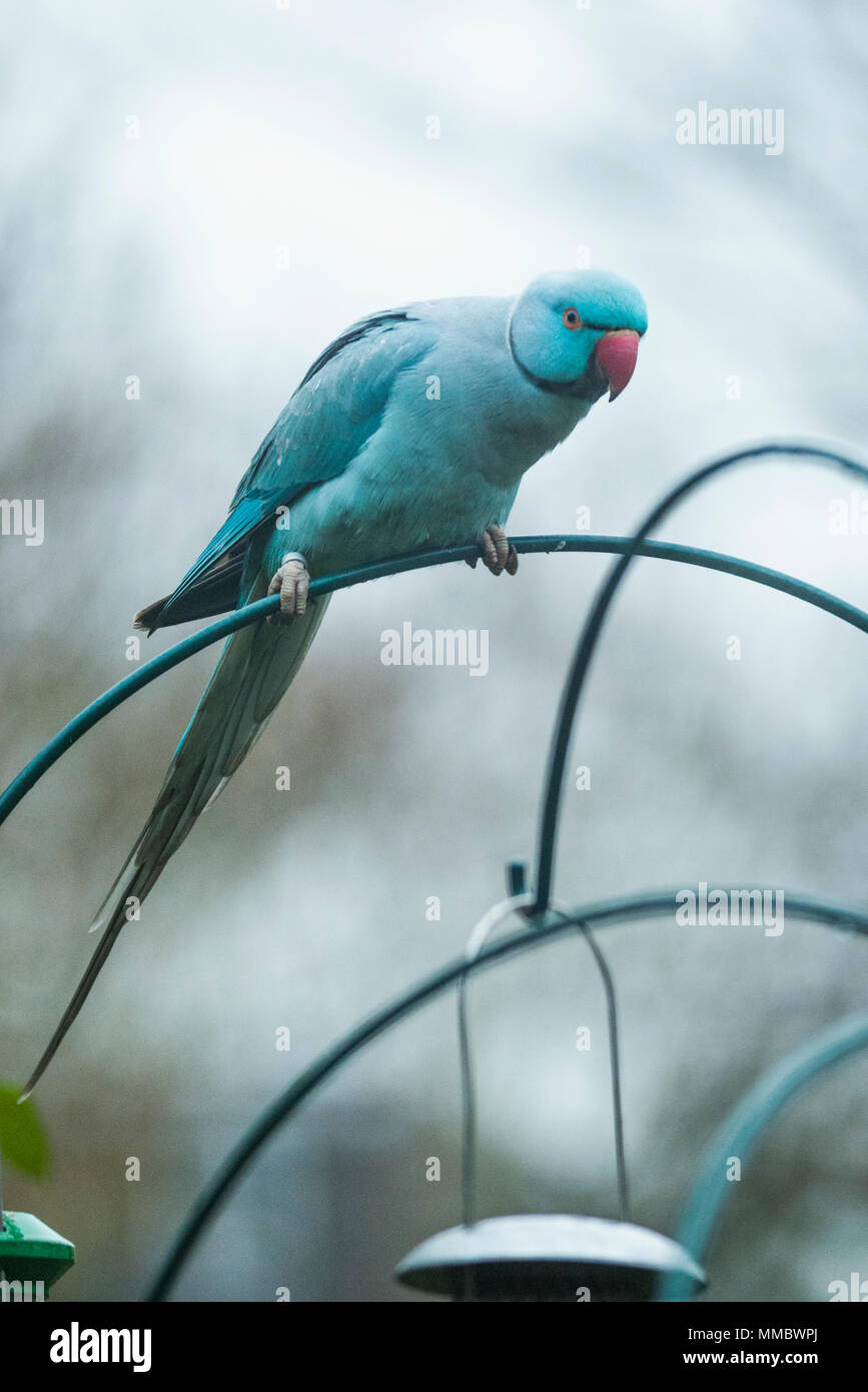 Wild Parrot On Bird Feeder Stock Photos Wild Parrot On Bird