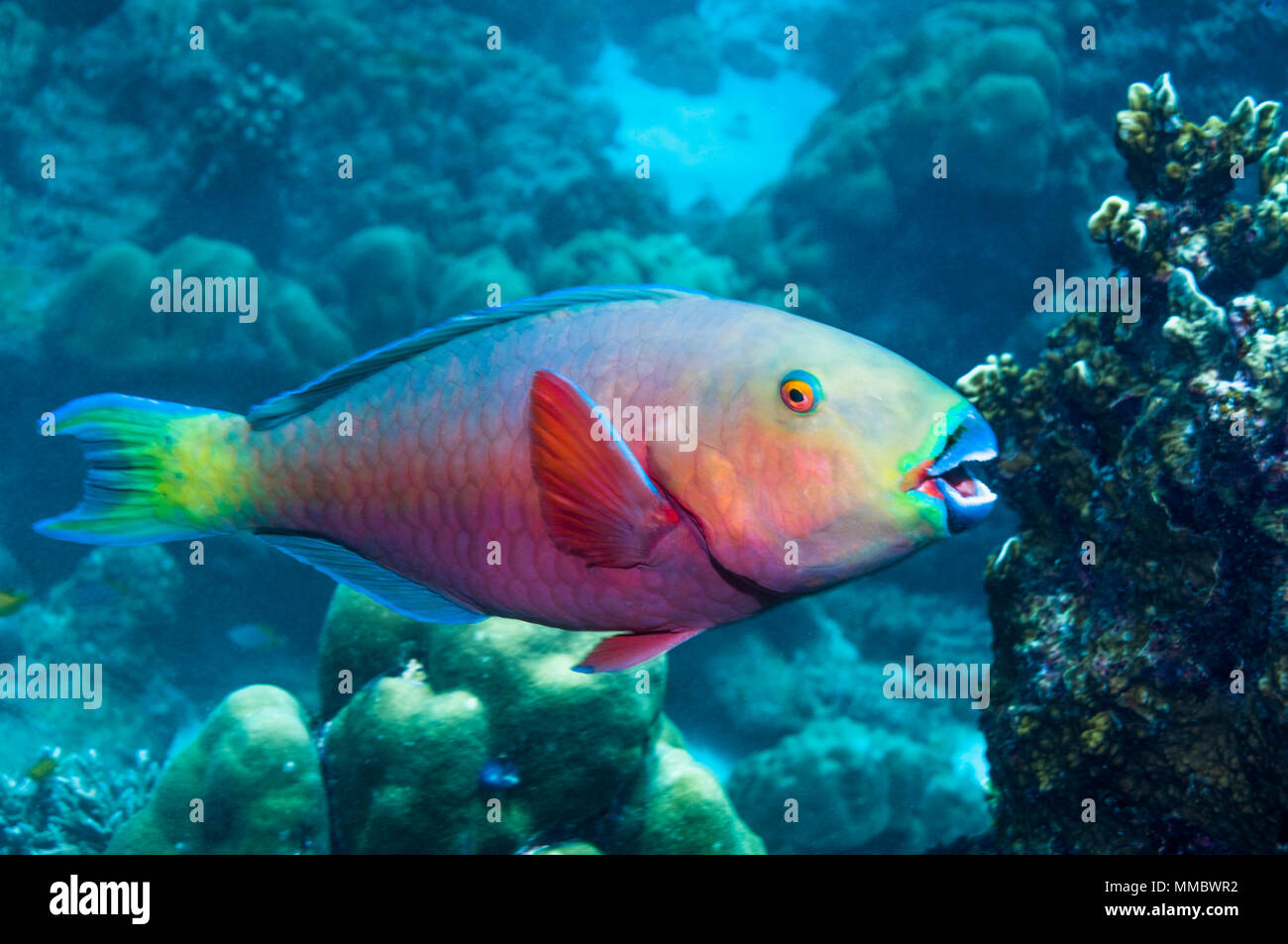 Parrotfish [Scarus sp.]  Andaman Sea, Thailand. Stock Photo