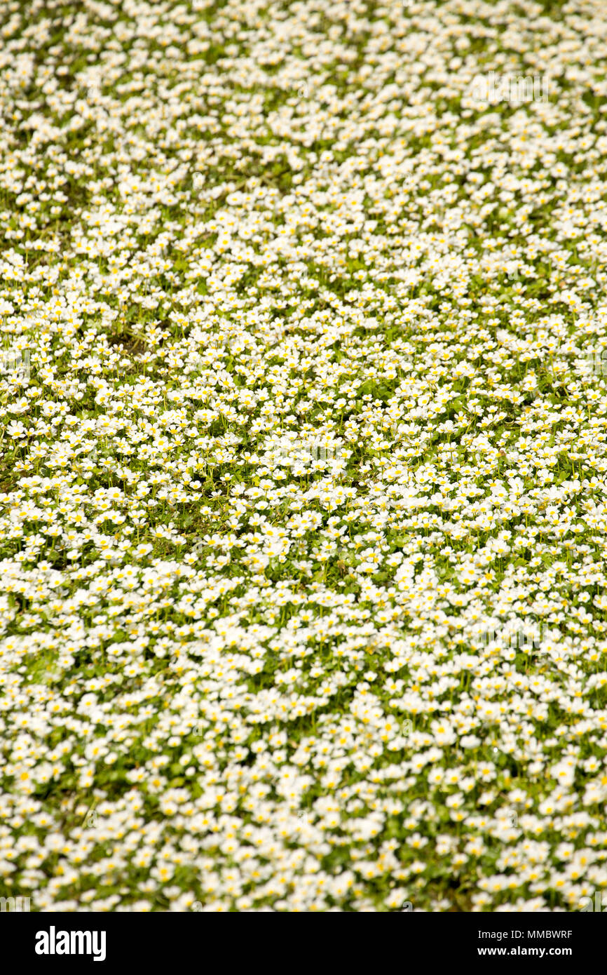 Common water-crowfoot, Ranunculus aquatilis, viewed from the side of the A303, growing in the River Till an intermittent stream or winterbourne, near  Stock Photo