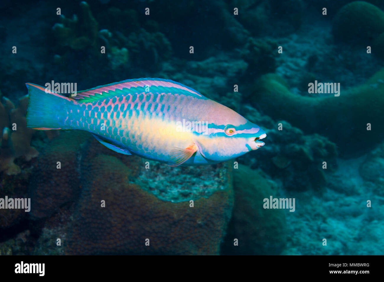 Princess parrotfish (Scarus taeniopterus) terminal phase.  Bonaire, Netherlands Antilles, Caribbean, Atlantic Ocean. Stock Photo