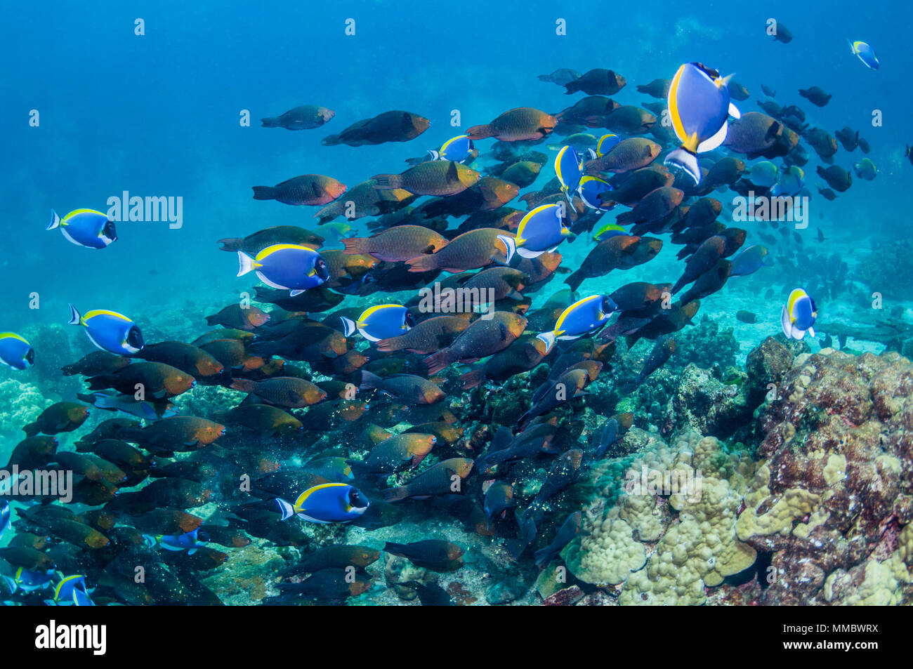 Greenthroat or Singapore parrotfish [Scarus prasiognathus].  Large school of females accompanied by Powderblue surgeonfish [Acanthurus leucosternon].  Stock Photo