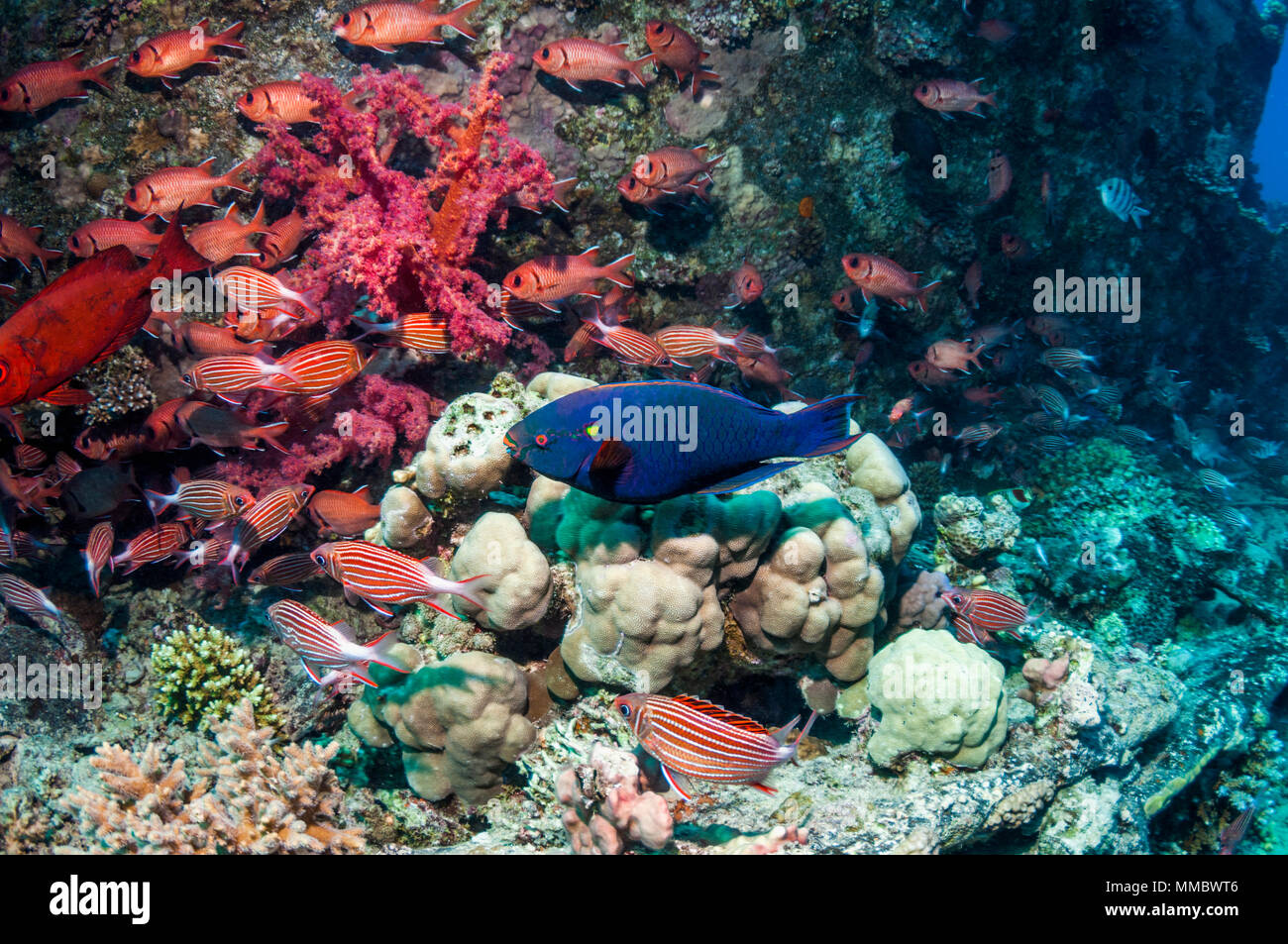Swathy or Dusky parrotfish [Scarus niger] swimming past Soldier and Squirrelfish.  Egypt, Red Sea. Stock Photo