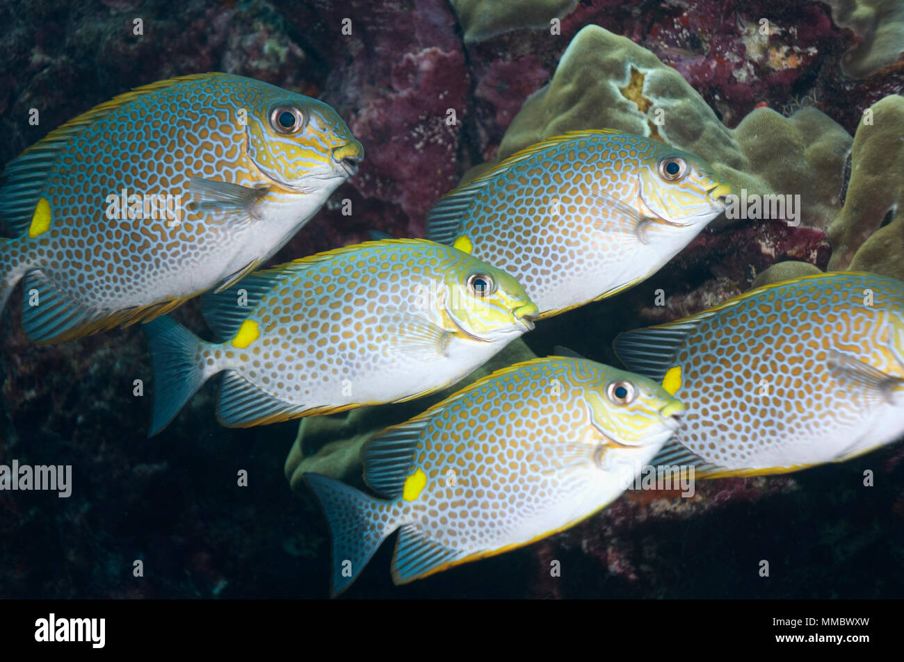 Golden rabbitfish (Siganus guttatus).  Andaman Sea, Thailand.  (Digital capture). Stock Photo