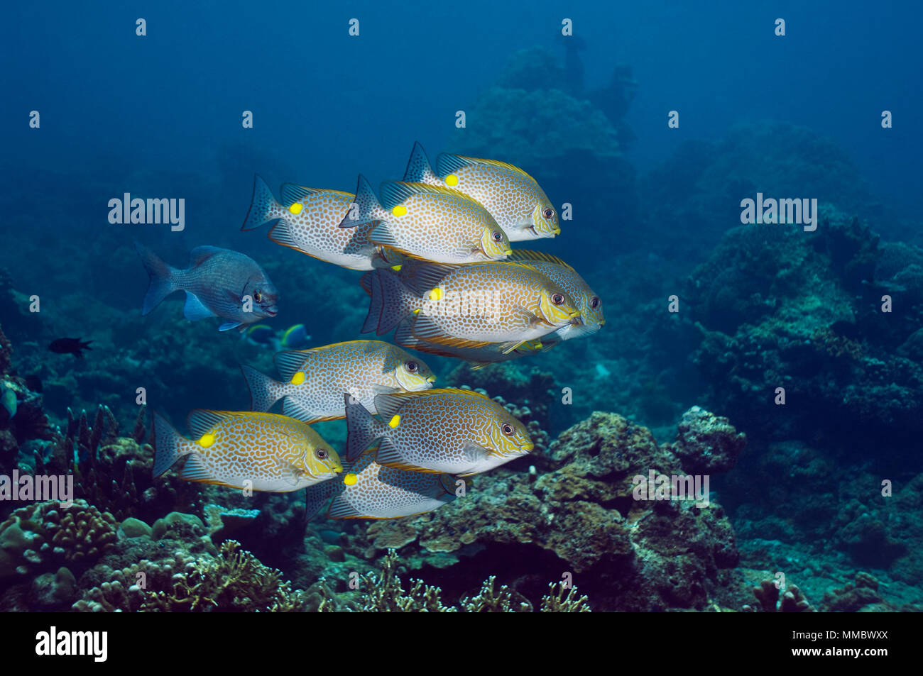 Golden rabbitfish (Siganus guttatus).  Andaman Sea, Thailand.  (Digital capture). Stock Photo