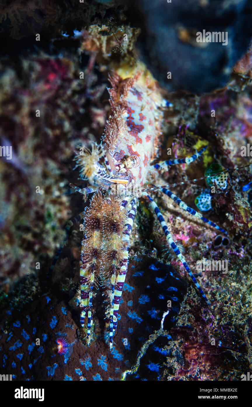 Marbled shrimp [Saron sp2].  Ambon, Indonesia. Stock Photo