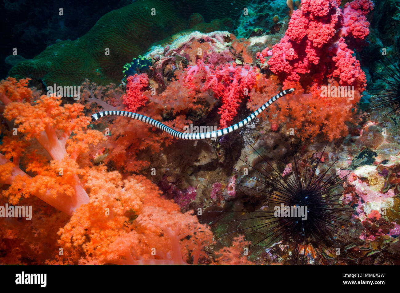 Banded sea snake [Laticauda colubrina] swimming over coral reef.  Cebu, Malapascua Island, Philippines. Stock Photo