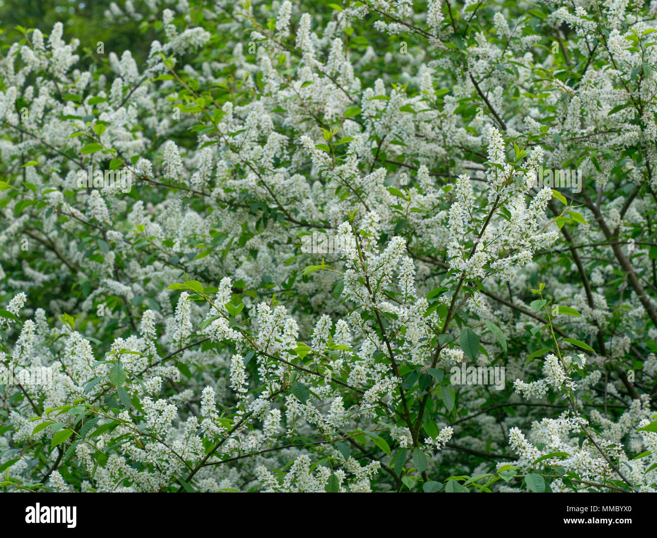 Bird cherry Prunus padus  hackberry, hagberry, or Mayday tree Stock Photo