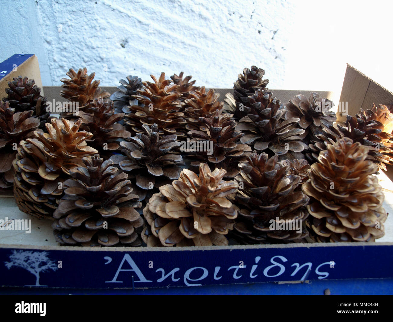 Tray of pine cones Stock Photo