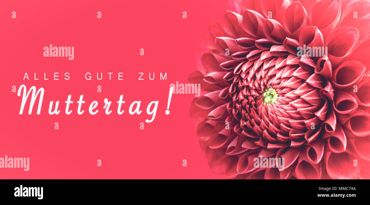 Alles Gute zum Muttertag! (text in German: Happy Mothers's Day!) and pink dahlia flower details macro photo as border frame with wide banner backgroun Stock Photo