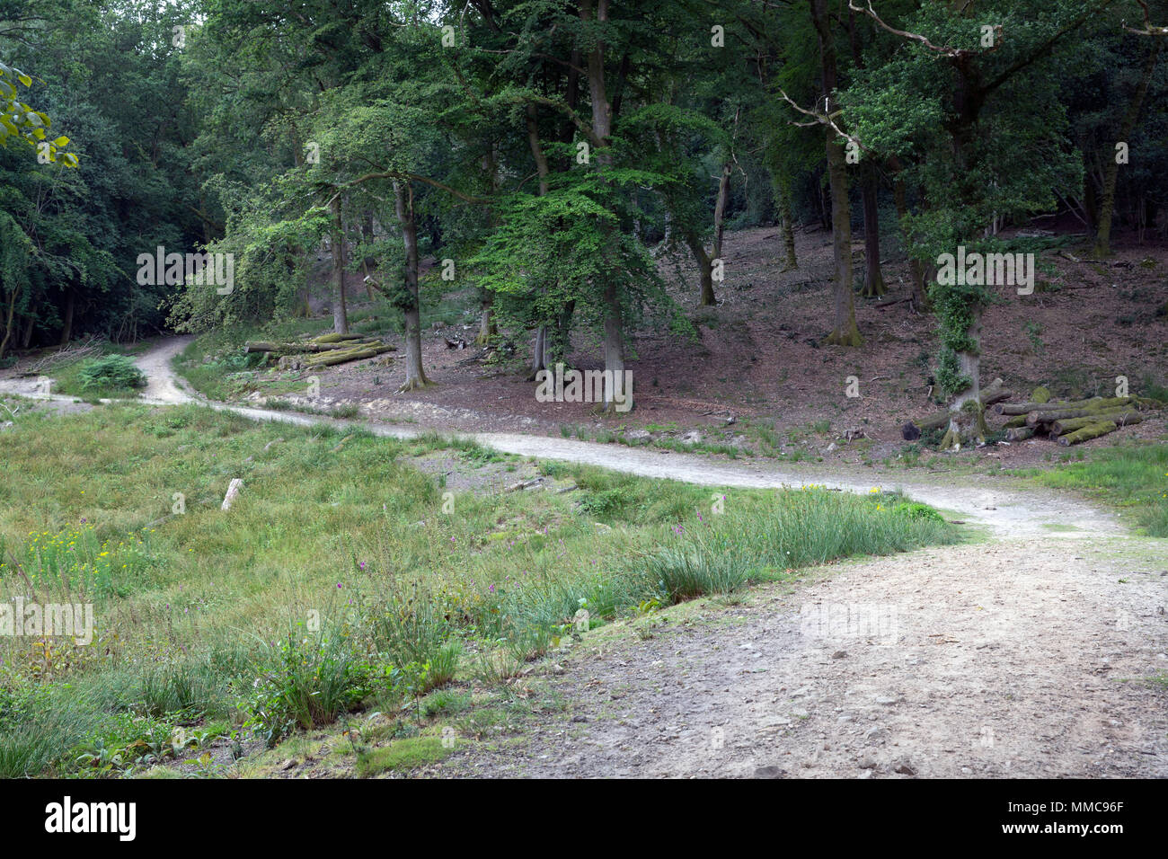 Devils Punchbowl Surrey High Resolution Stock Photography And Images Alamy