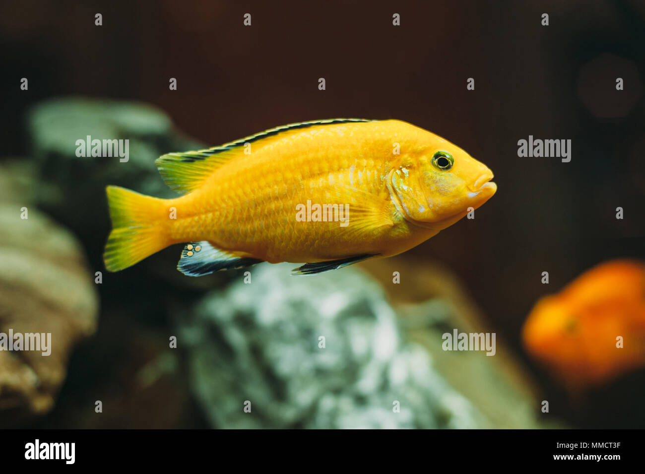 Aquarium yellow fish - Labidochromis caeruleus Stock Photo