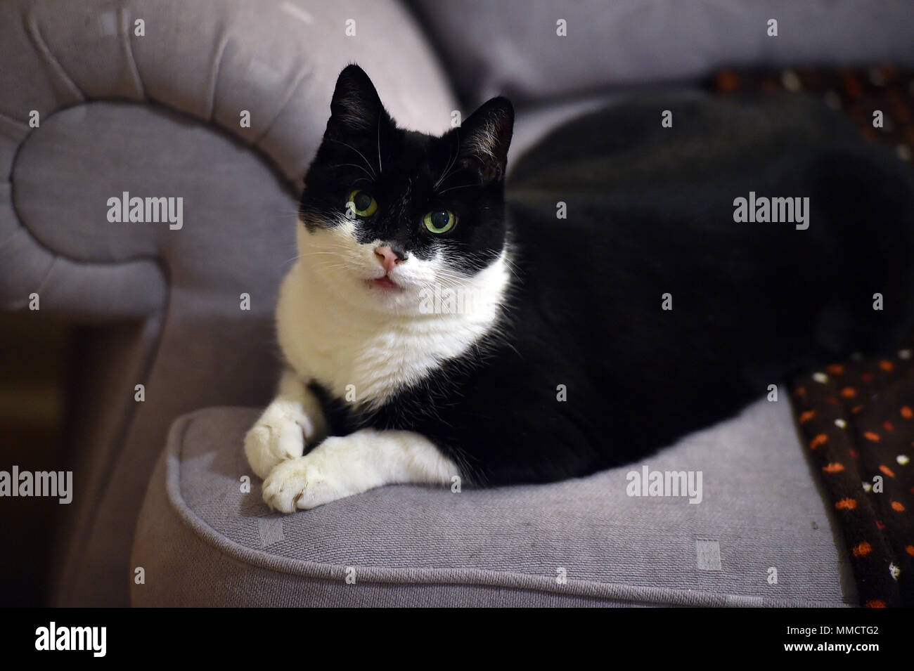 Domestic Tuxedo Cat Stock Photos Domestic Tuxedo Cat Stock