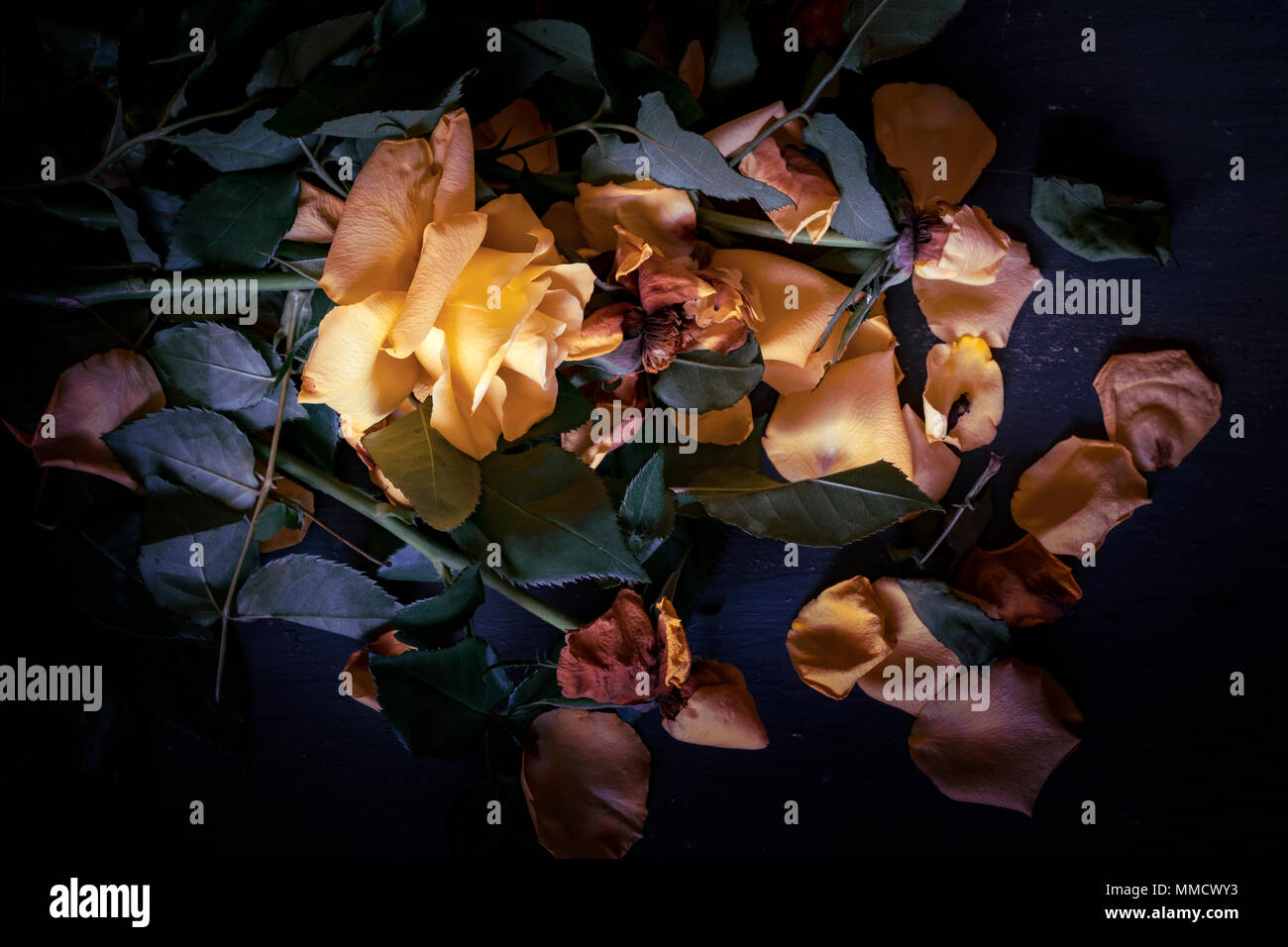 Low key roses hi-res stock photography and images - Alamy