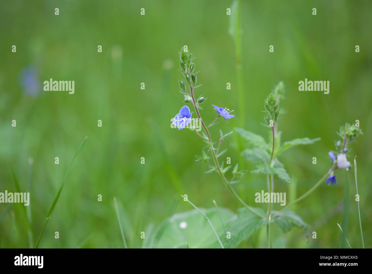 Beautiful speedwell wildflower in garden Stock Photo - Alamy