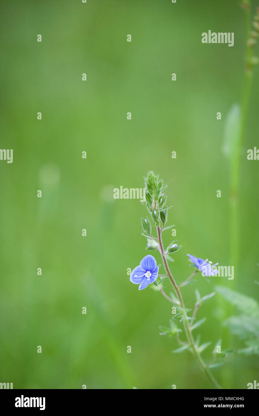 Beautiful speedwell wildflower in garden Stock Photo - Alamy