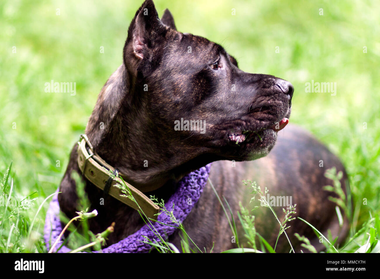 Young dog Cane Corso Italiano lies on the green grass outdoors. The breed of a big dog. Summer season Stock Photo