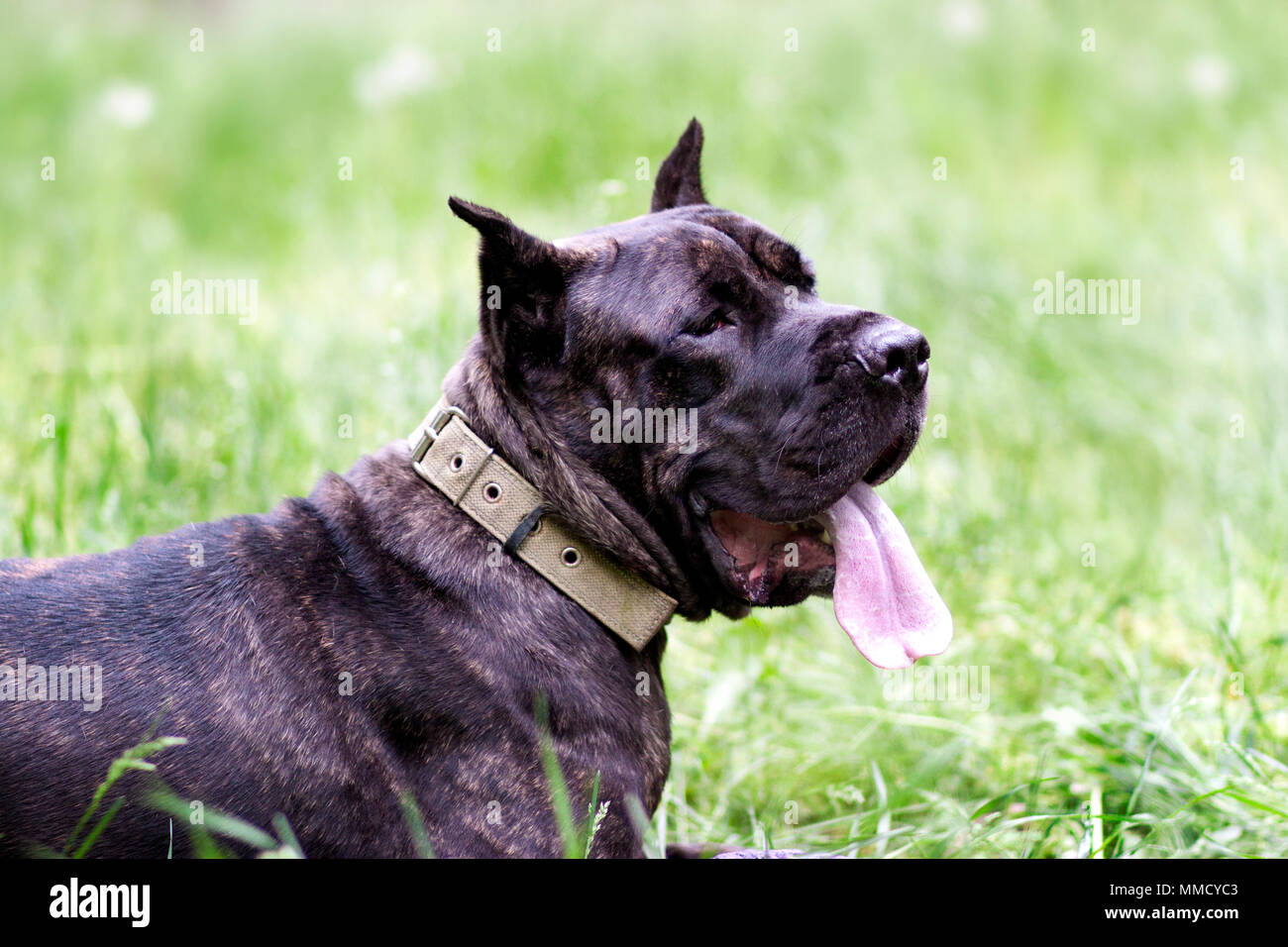 Young dog Cane Corso Italiano lies on the green grass outdoors. The breed of a big dog. Summer season Stock Photo