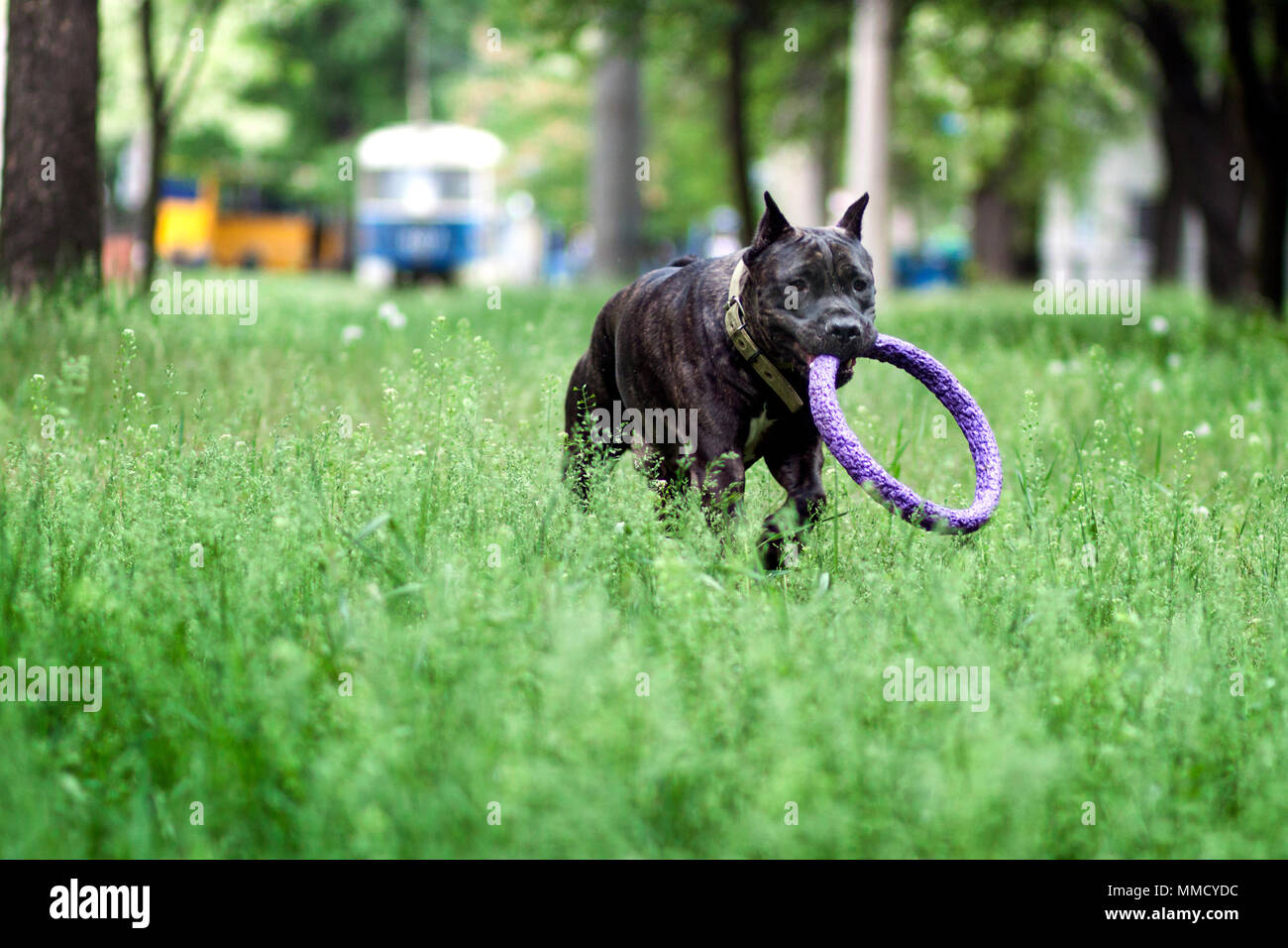 Young dog Cane Corso Italiano lies on the green grass outdoors. The breed of a big dog. Summer season Stock Photo