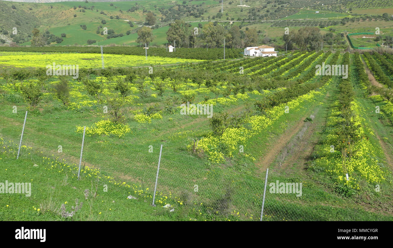 Bright Yellow flowering weed in Orange Grove Stock Photo Alamy