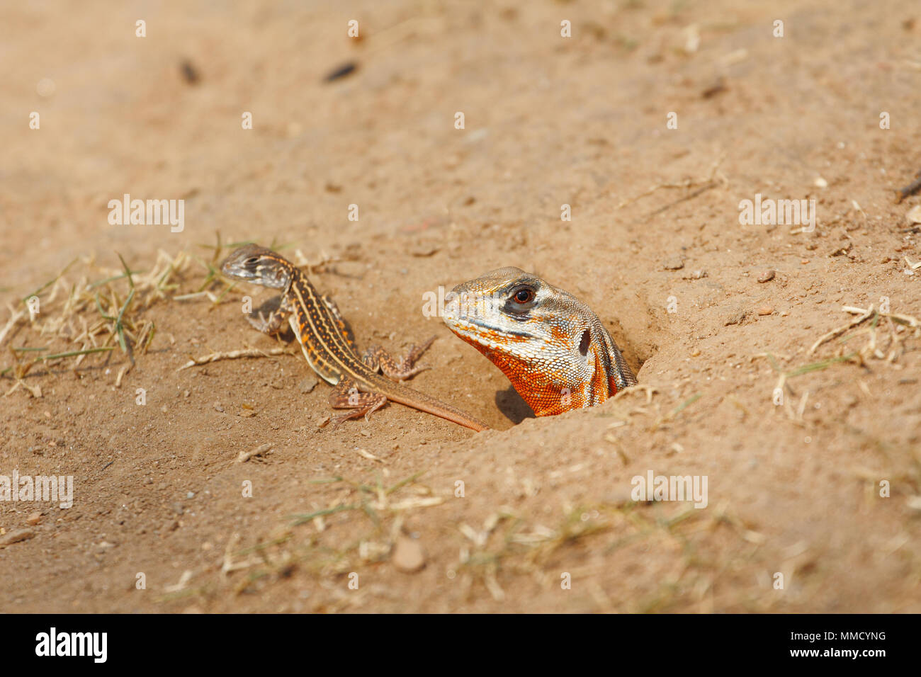 Common butterfly lizard /Butterfly agama (Leiolepis belliana ssp. ocellata) emerge from the burrow with newborn Stock Photo