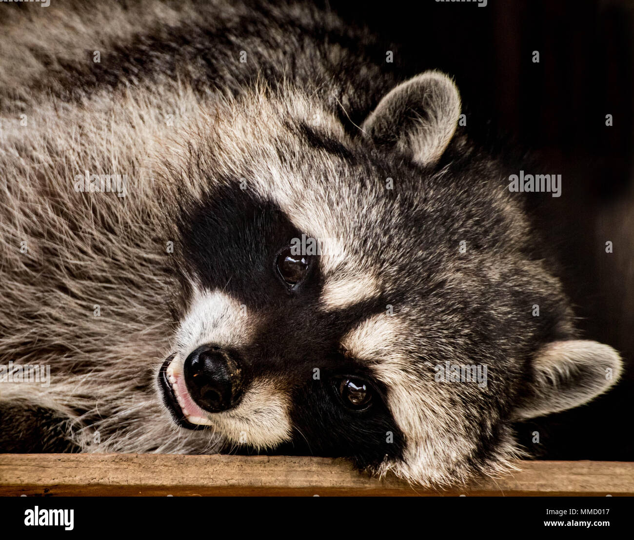 Raccoon relaxing and smiling Stock Photo