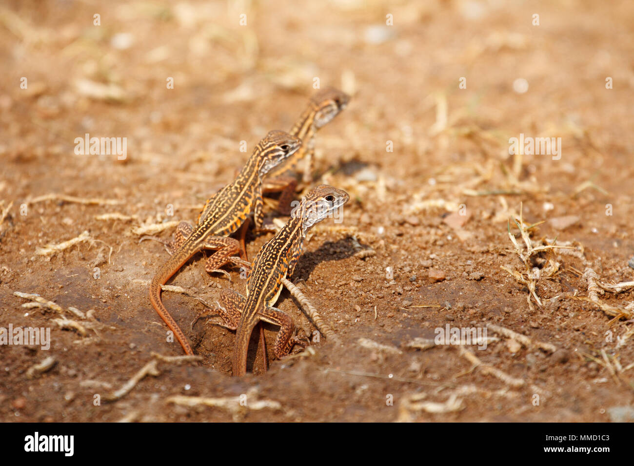 Newborn butterfly lizard /Butterfly agama (Leiolepis belliana ssp. ocellata) emerge from the hole Stock Photo