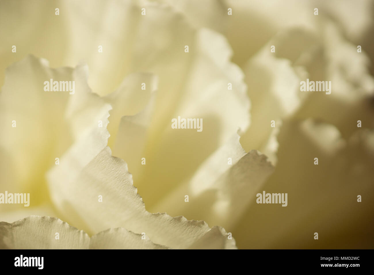Paper flower Stock Photo