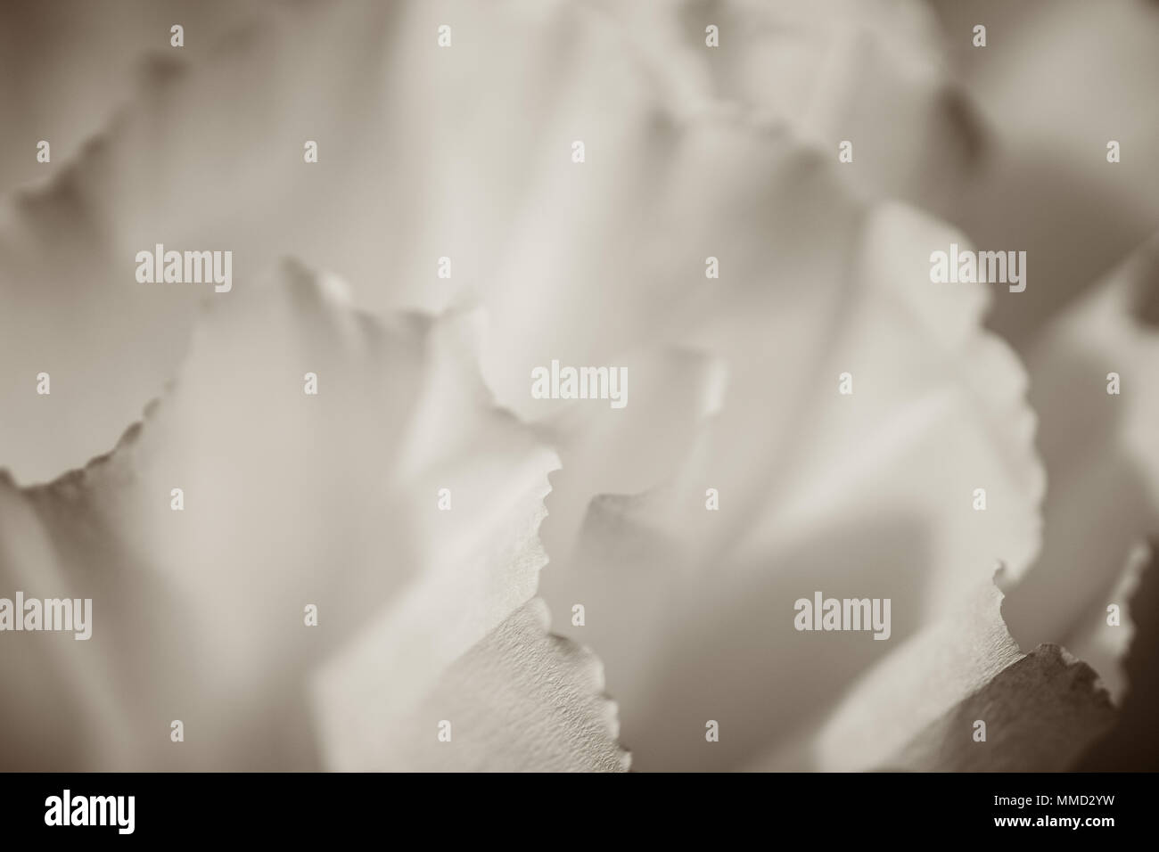 White paper flower hires stock photography and images Alamy