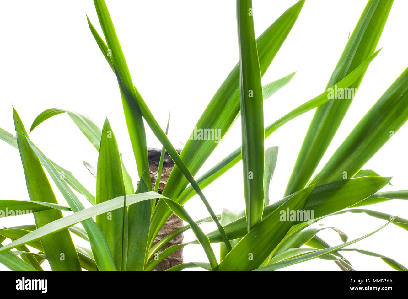 Fresh green Yucca plant on a white background Stock Photo Alamy