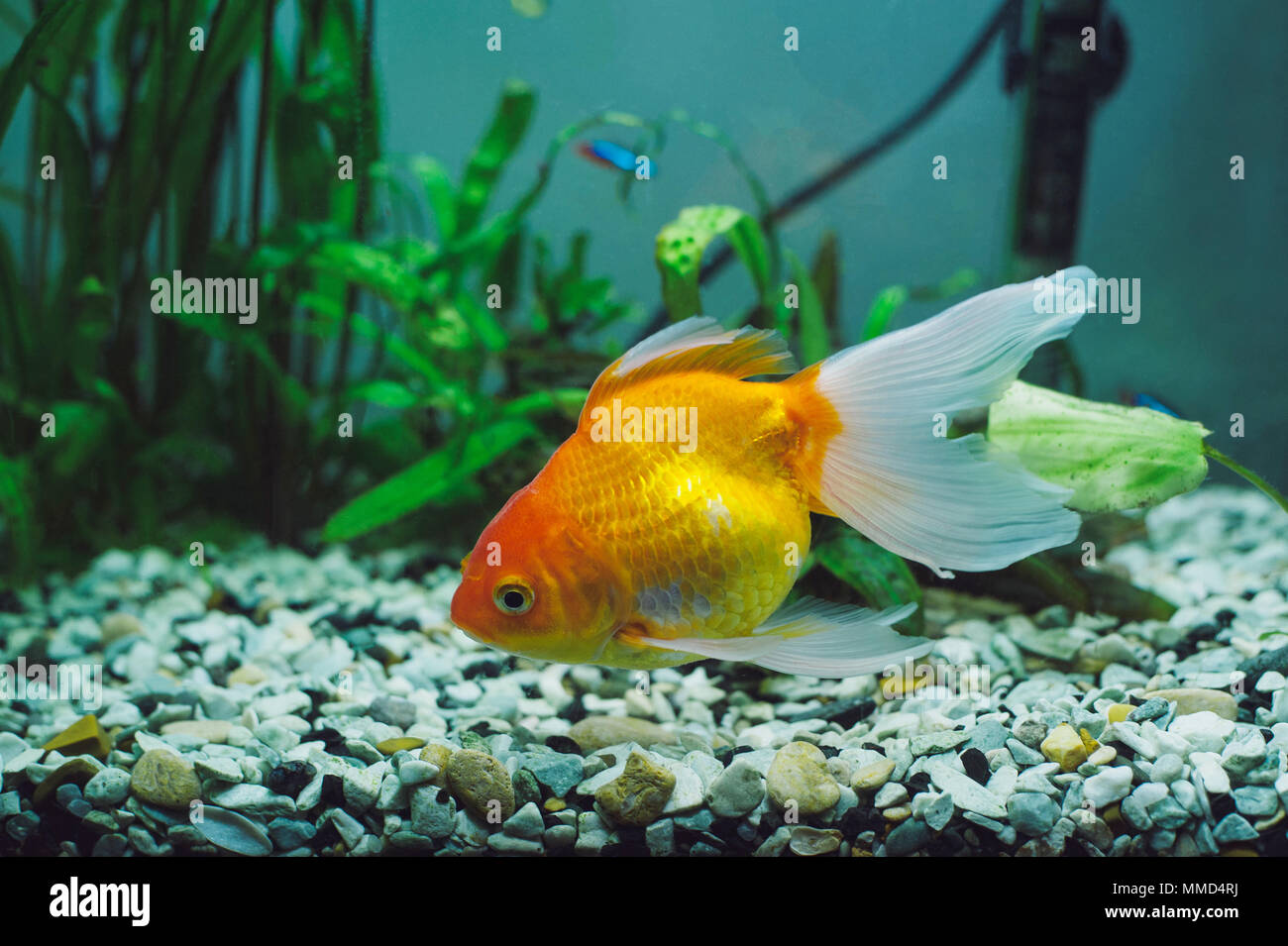 Aquarium fish - Red Parrot Cichlid Stock Photo