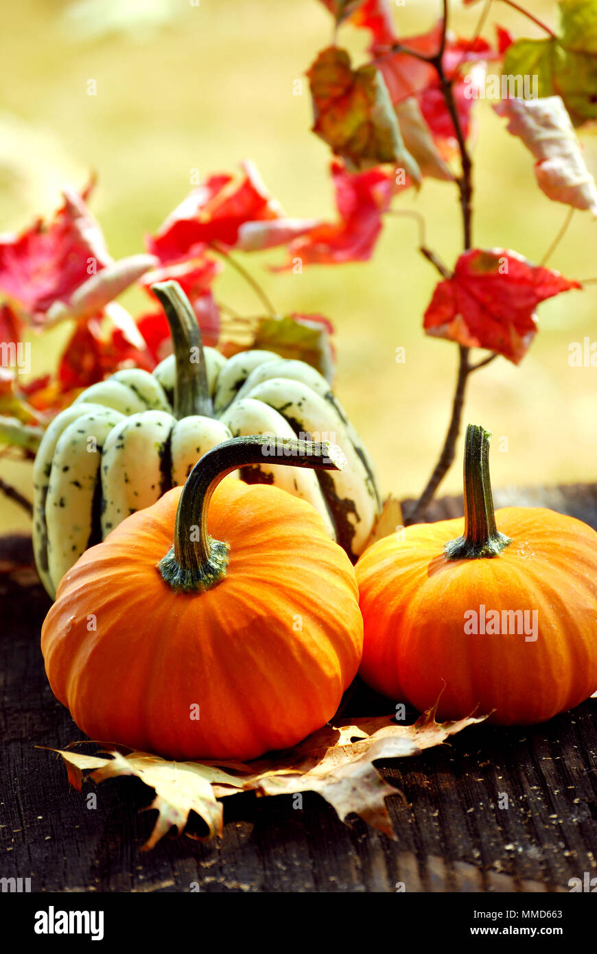 pumkins and autumn leaves Stock Photo - Alamy